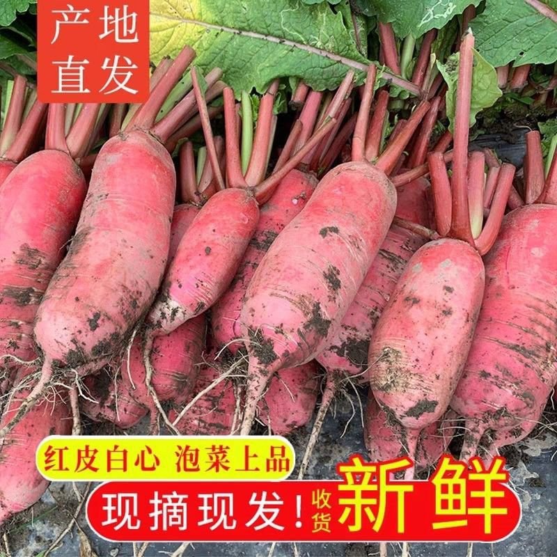 现拔现发红皮白心萝卜，可供电商一件代发，批发整车欢迎