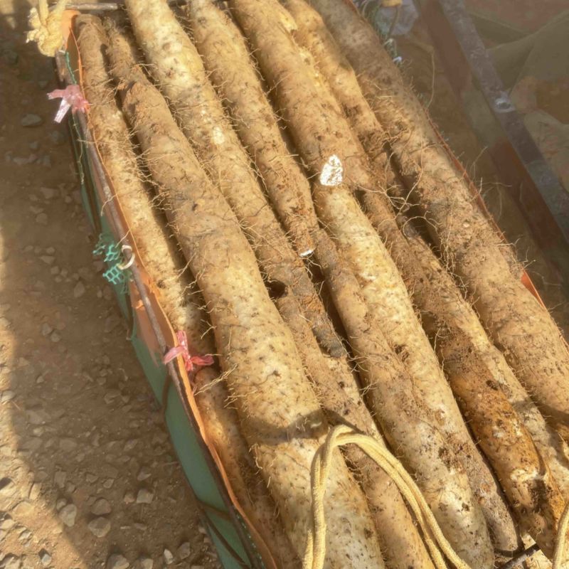 滚地龙山药大量上市，自产自销，欢迎各位老板下单！