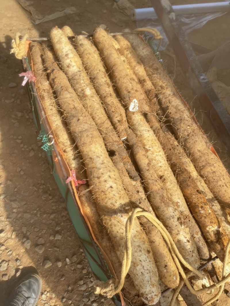 滚地龙山药大量上市，自产自销，欢迎各位老板下单！