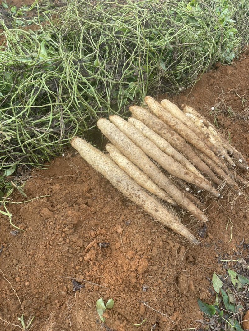 滚地龙山药大量上市，自产自销，欢迎各位老板下单！