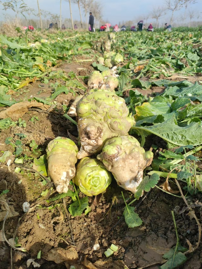 芥菜疙瘩芥菜头产地直发品质保障对接全国市场等