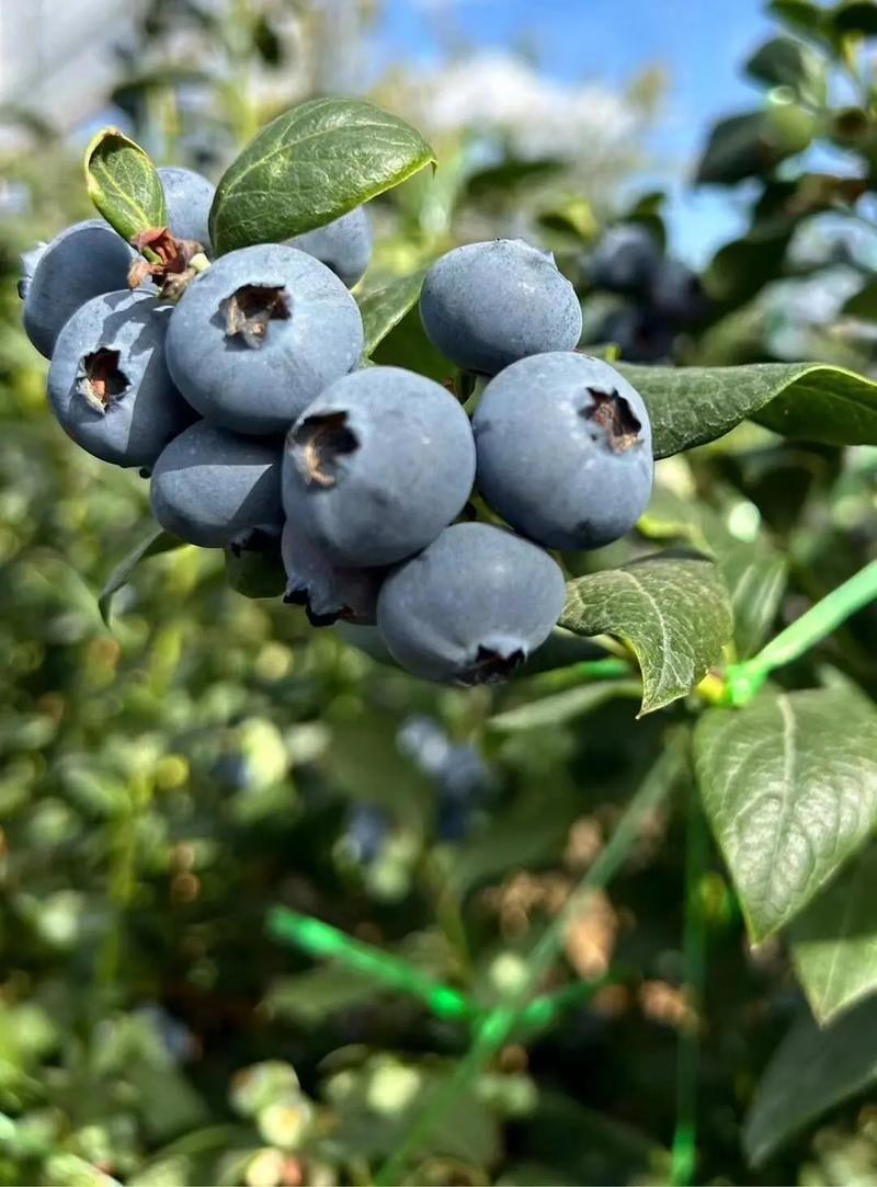 花香蓝莓苗高度30-40公分哪里的便宜