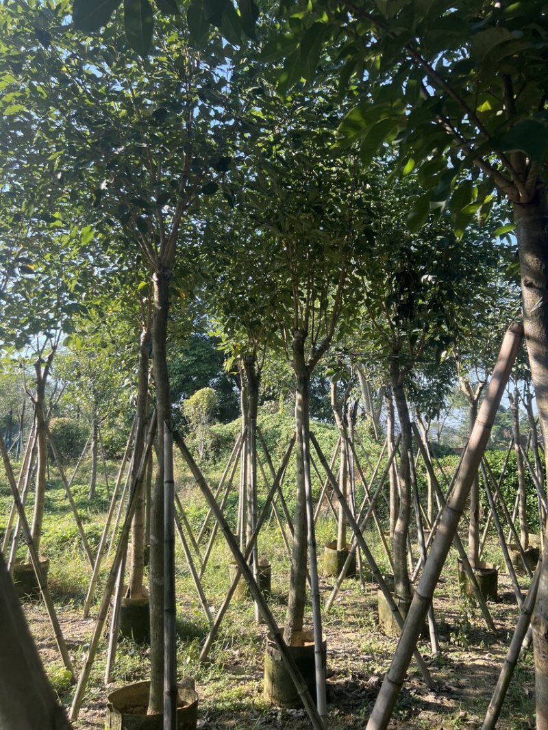 紫花风铃木米径8公分-10公分基地直发