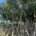 紫花风铃木米径8公分-10公分基地直发