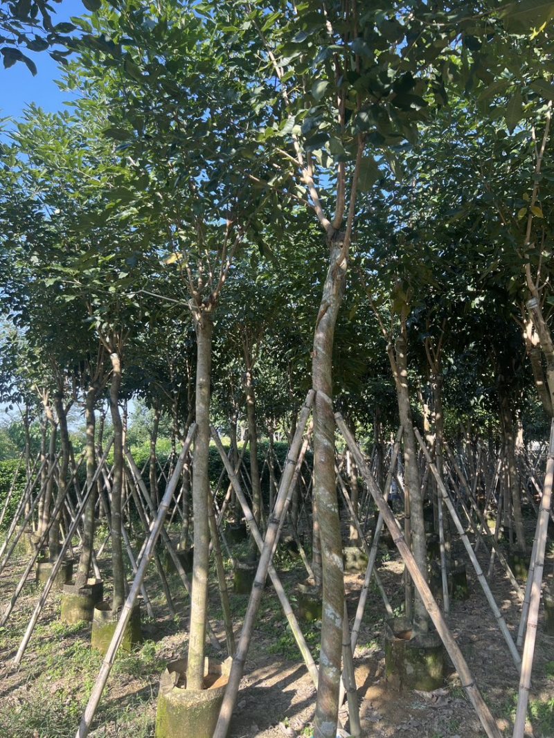 紫花风铃木米径8公分-10公分基地直发