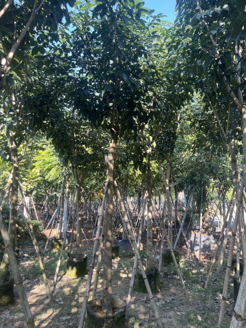 紫花风铃木米径8公分-10公分基地直发