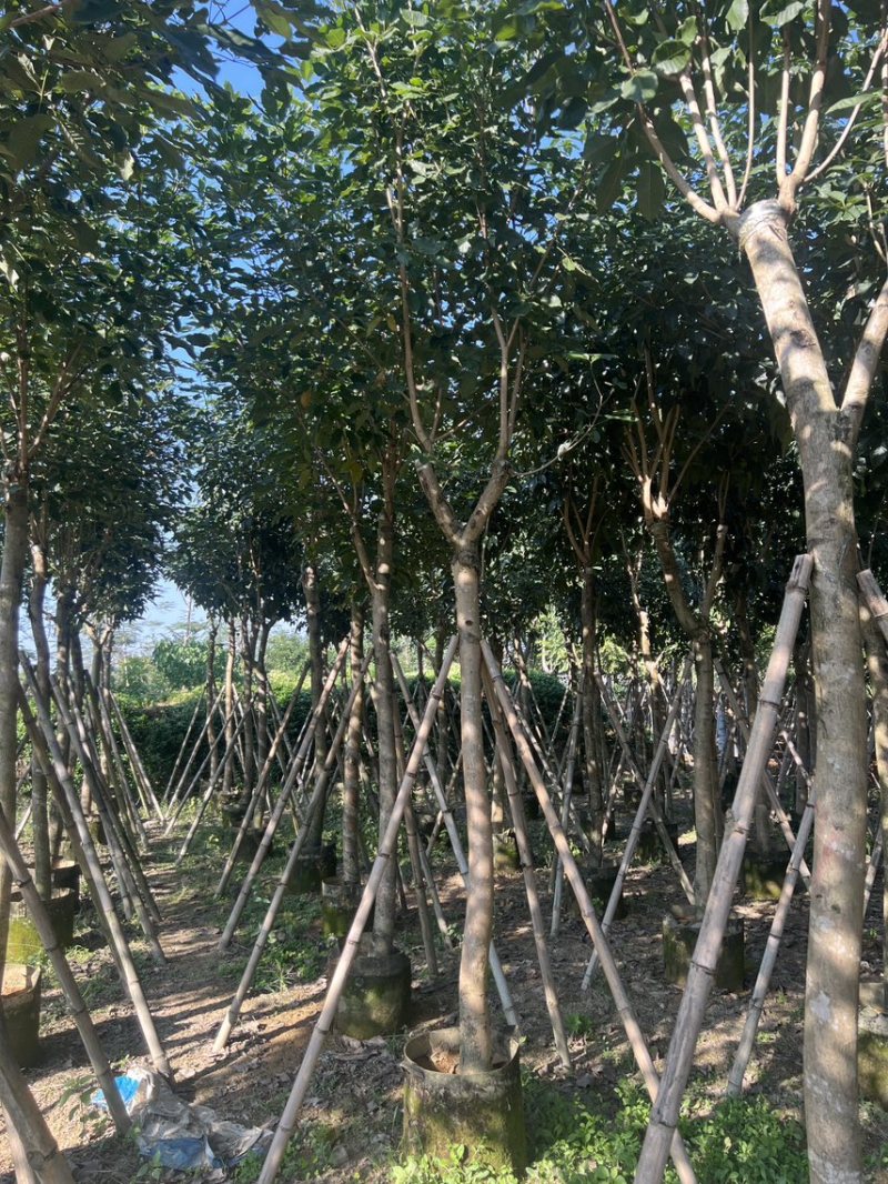 紫花风铃木米径8公分-10公分基地直发