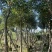 紫花风铃木米径8公分-10公分基地直发