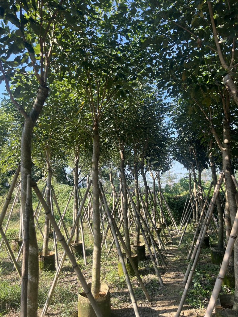 紫花风铃木米径8公分-10公分基地直发