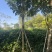 紫花风铃木米径8公分-10公分基地直发
