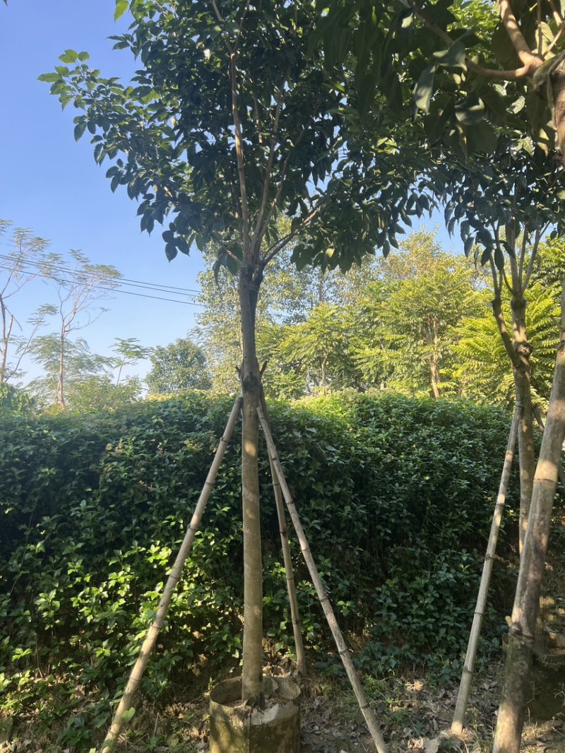 紫花风铃木米径8公分-10公分基地直发