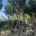 紫花风铃木米径8公分-10公分基地直发