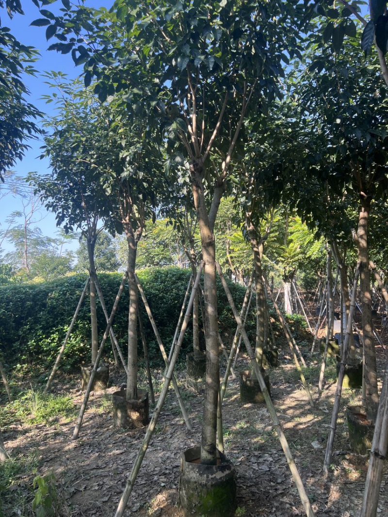 紫花风铃木米径8公分-10公分基地直发