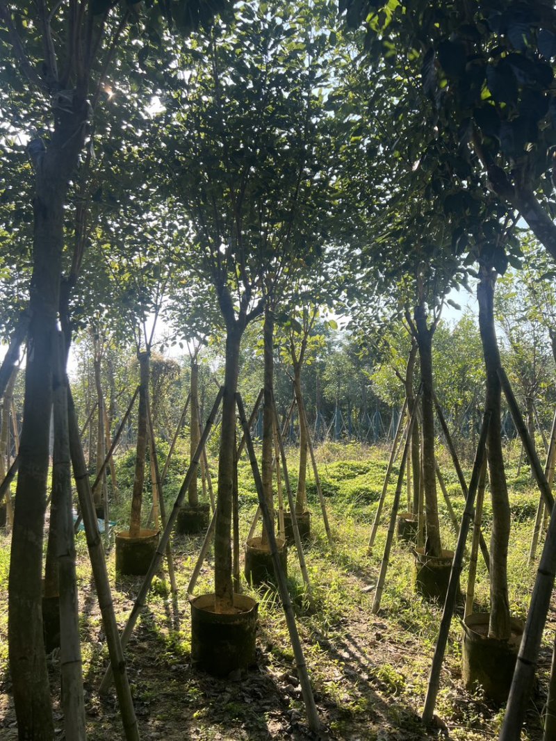 紫花风铃木米径8公分-10公分基地直发