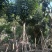紫花风铃木米径8公分-10公分基地直发
