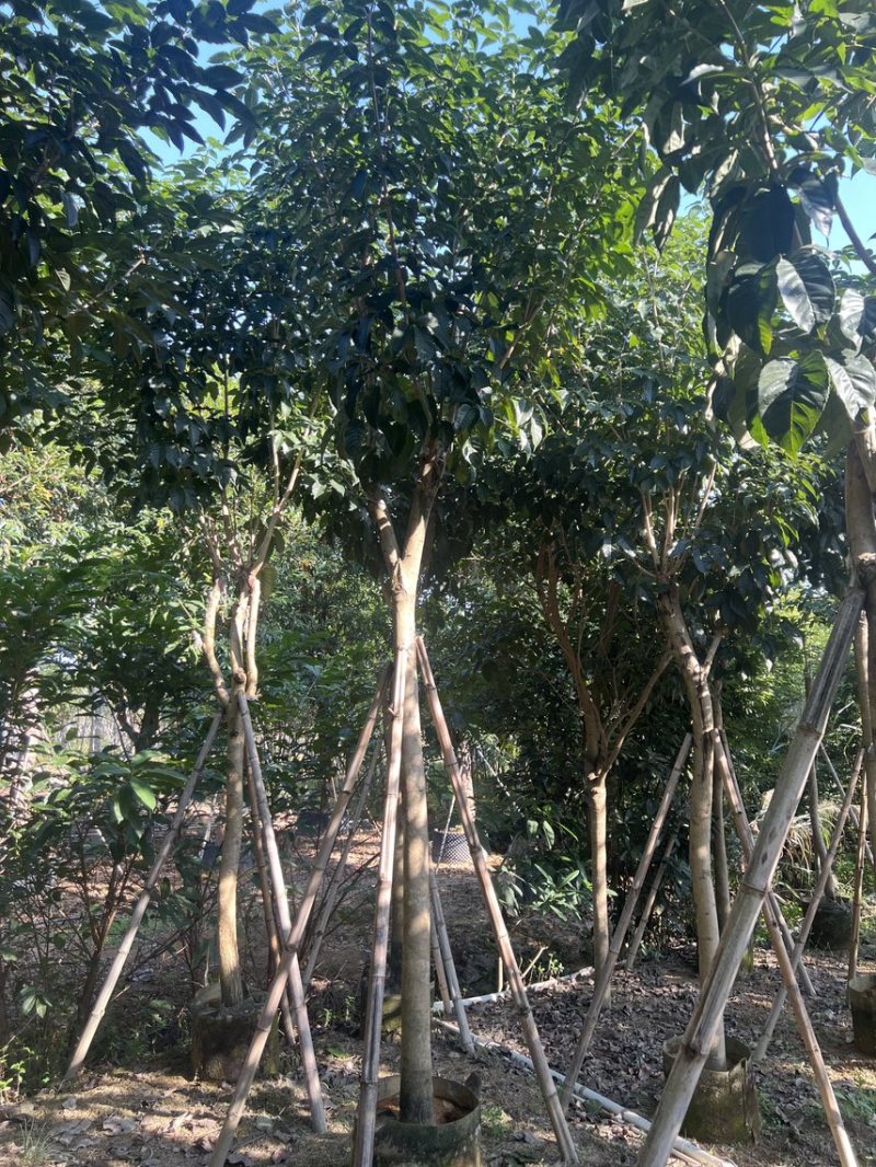 紫花风铃木米径8公分-10公分基地直发