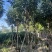 紫花风铃木米径8公分-10公分基地直发