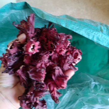 玫瑰茄今年的新贷