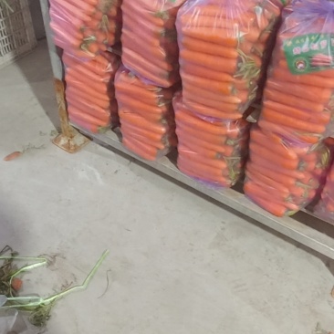 精品红萝卜。大红