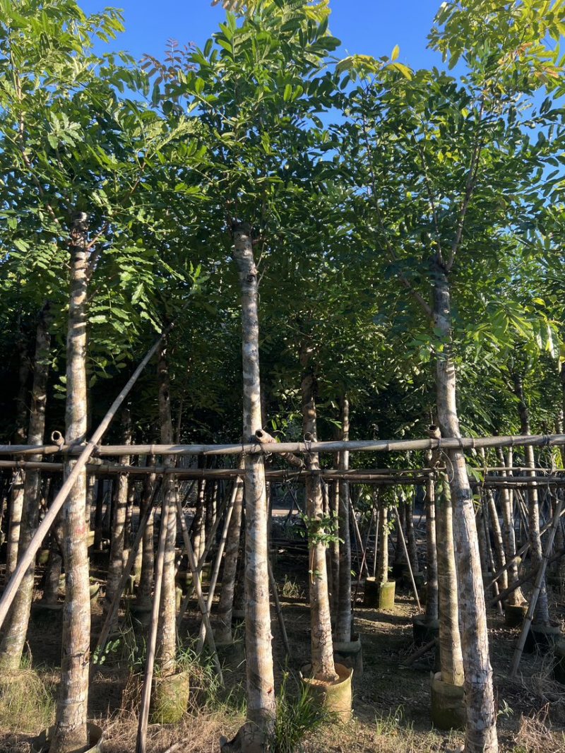 桃花心木米径10公分到12公分基地直发