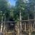 桃花心木米径10公分到12公分基地直发