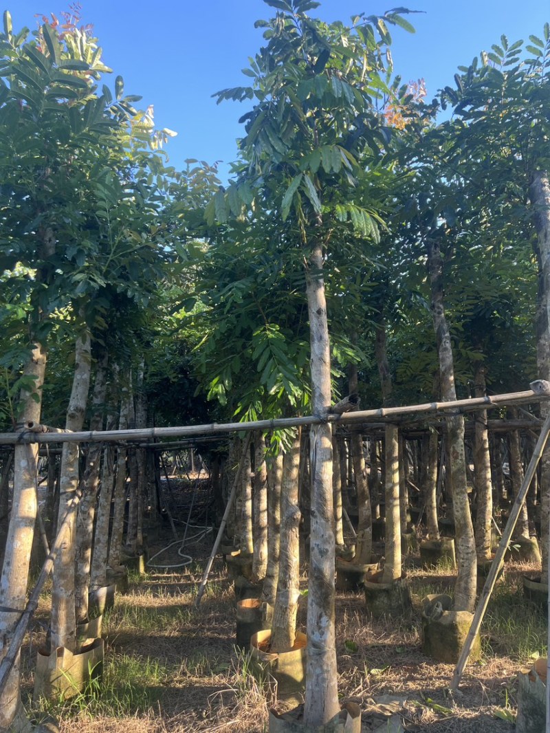 桃花心木米径10公分到12公分基地直发