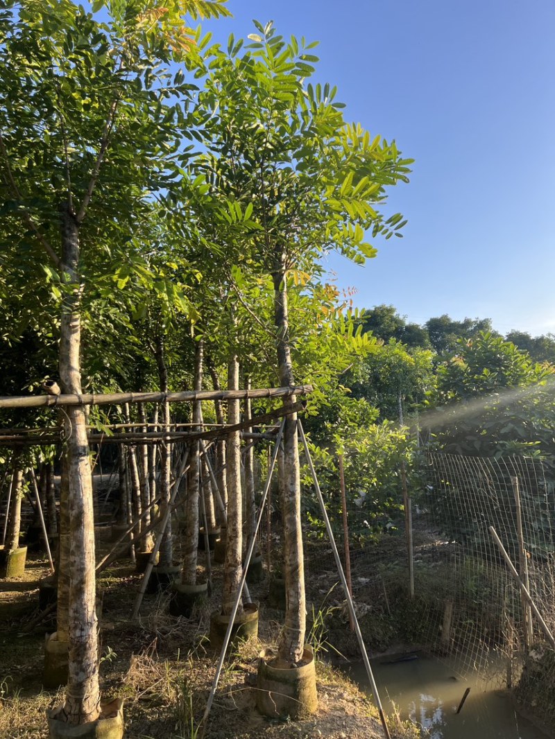 桃花心木米径10公分到12公分基地直发