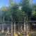 桃花心木米径10公分到12公分基地直发