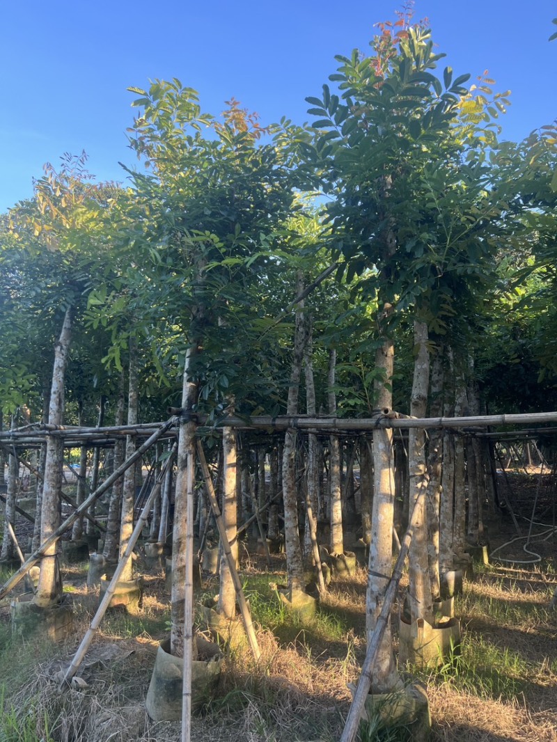 桃花心木米径10公分到12公分基地直发