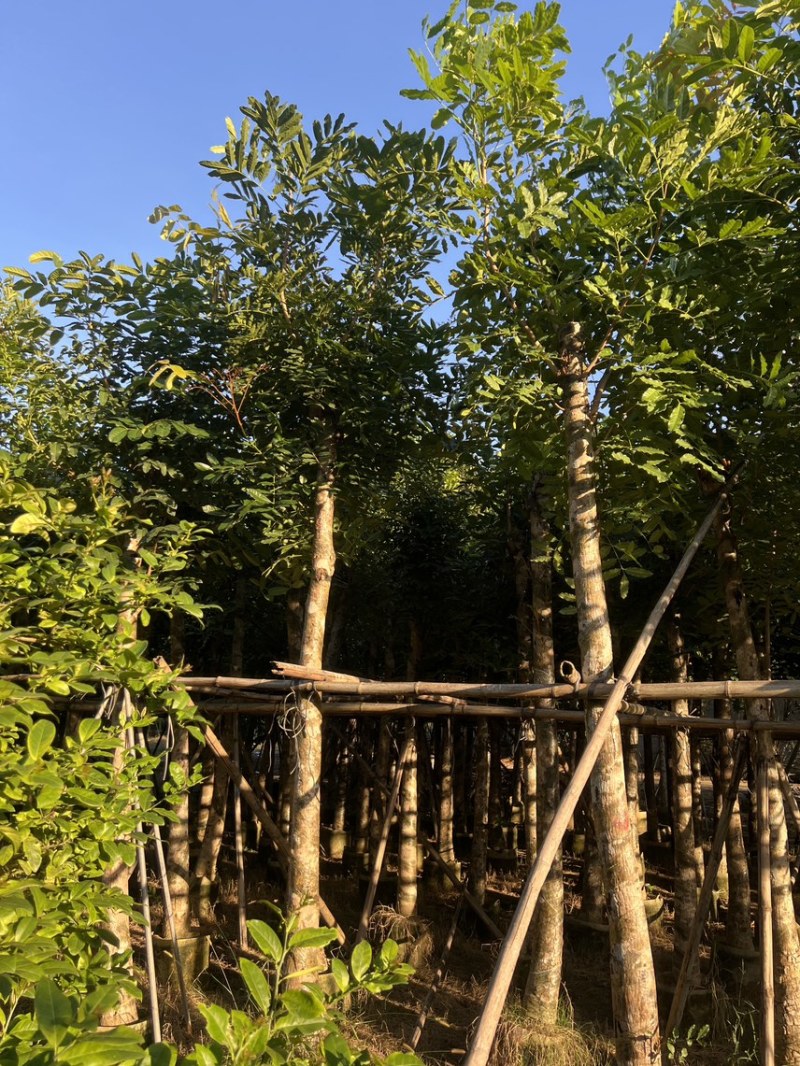 桃花心木米径10公分到12公分基地直发