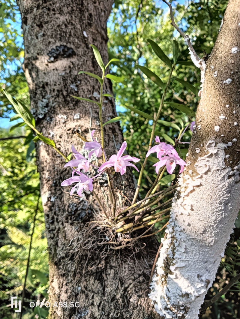 风兰富贵兰，造景**。