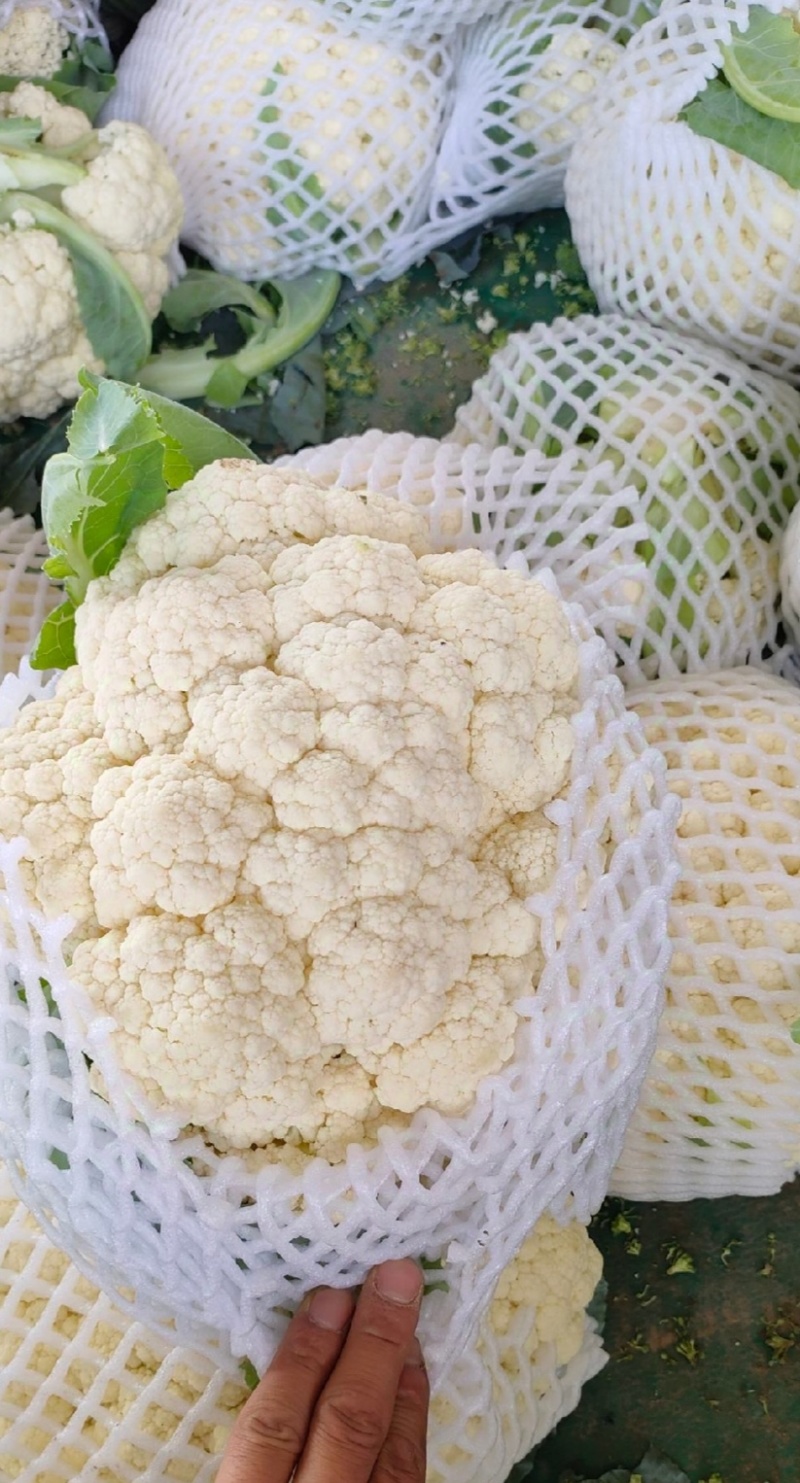 花菜松花菜精品花菜新鲜花菜产地发货保质保量
