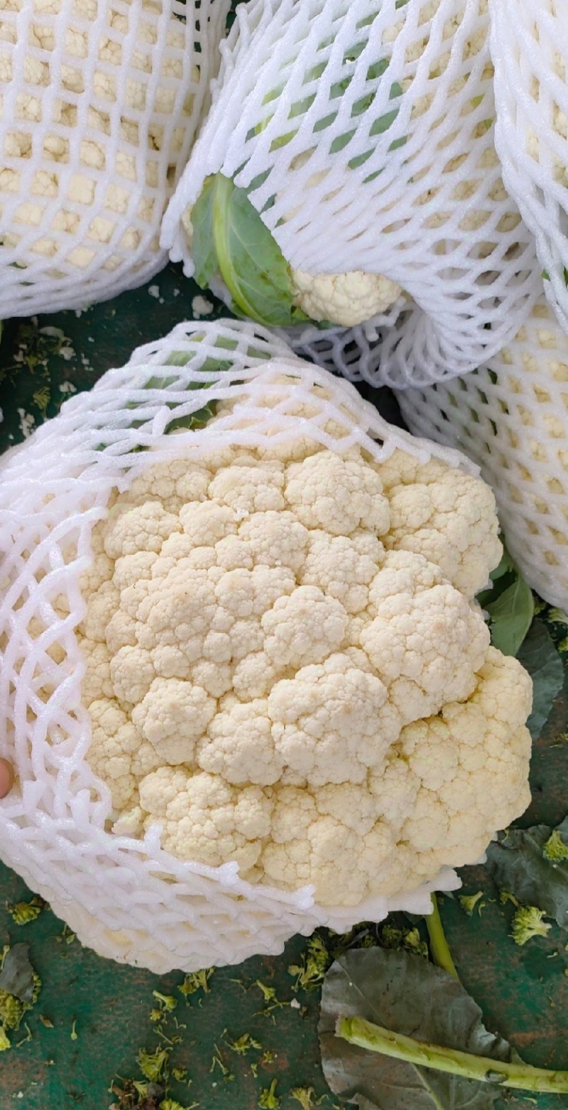 花菜松花菜精品花菜新鲜花菜产地发货保质保量