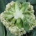 花菜松花菜精品花菜新鲜花菜产地发货保质保量