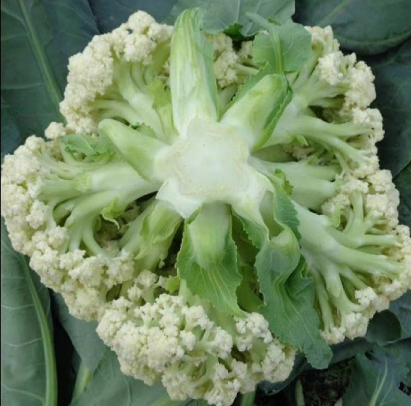 花菜松花菜精品花菜新鲜花菜产地发货保质保量