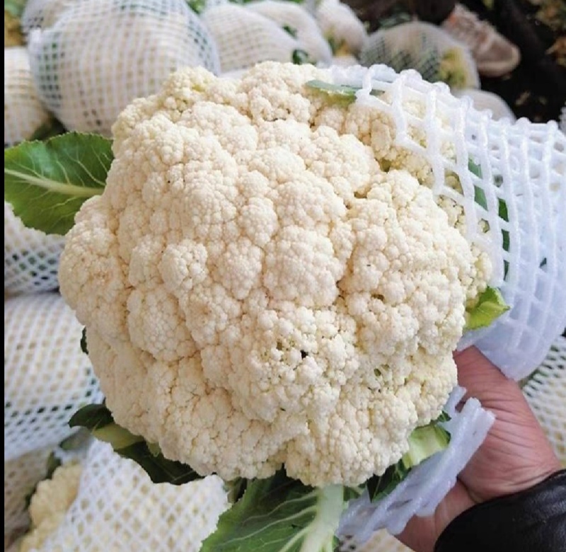 花菜松花菜精品花菜新鲜花菜产地发货保质保量