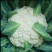 花菜松花菜精品花菜新鲜花菜产地发货保质保量