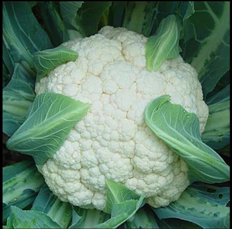 花菜松花菜精品花菜新鲜花菜产地发货保质保量