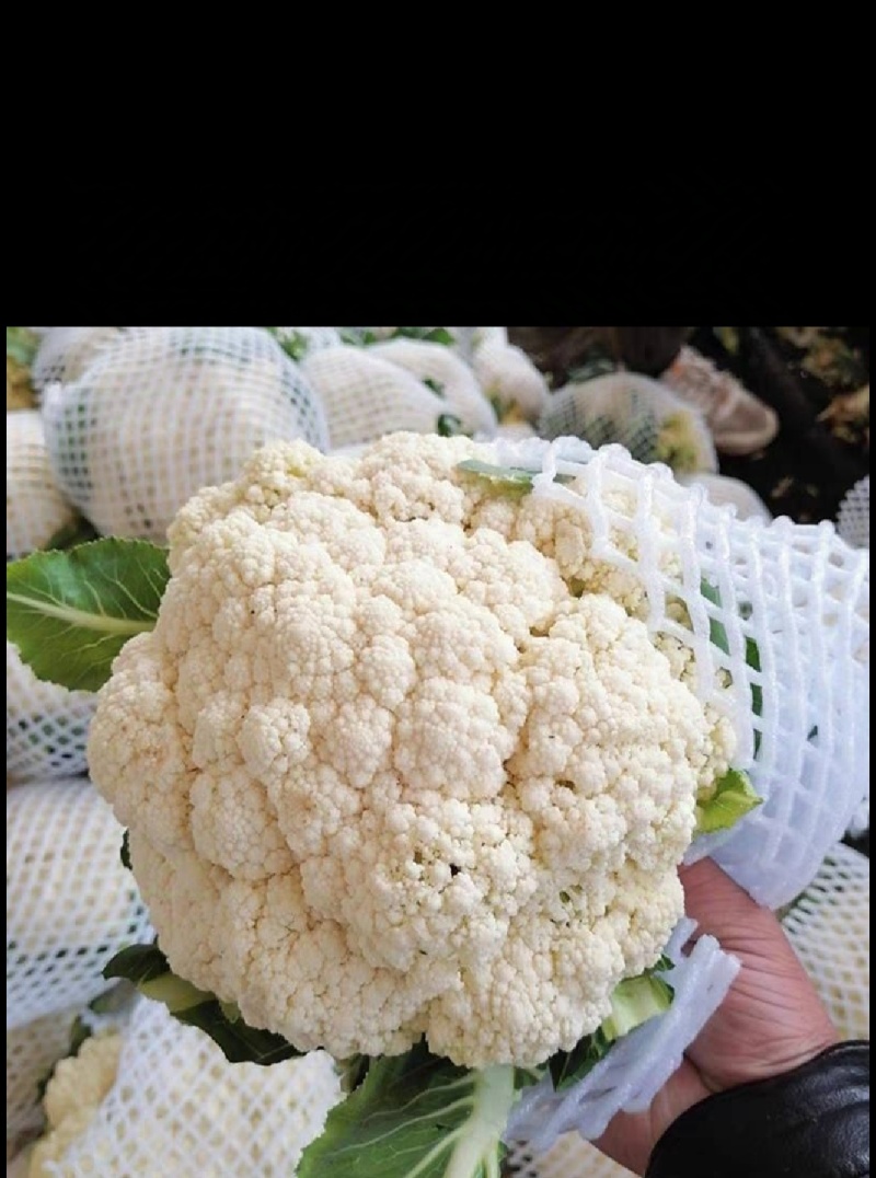 花菜松花菜精品花菜新鲜花菜产地发货保质保量