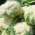 花菜松花菜精品花菜新鲜花菜产地发货保质保量
