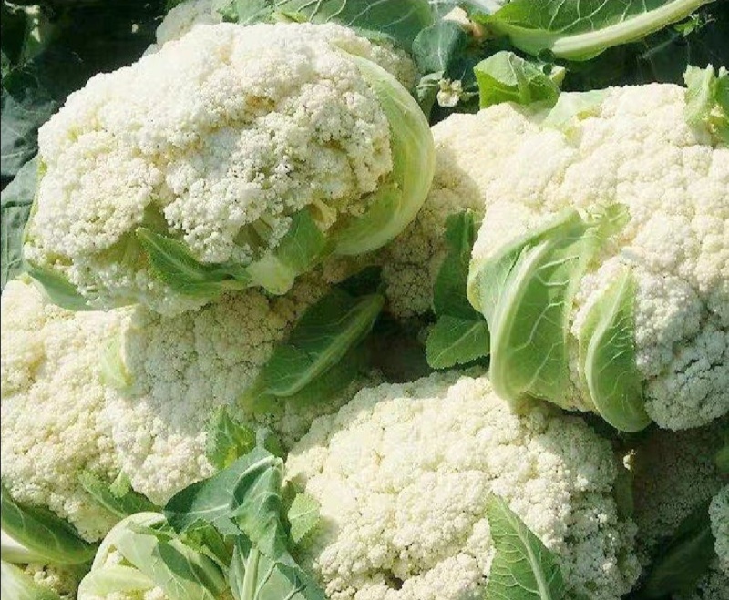 花菜松花菜精品花菜新鲜花菜产地发货保质保量