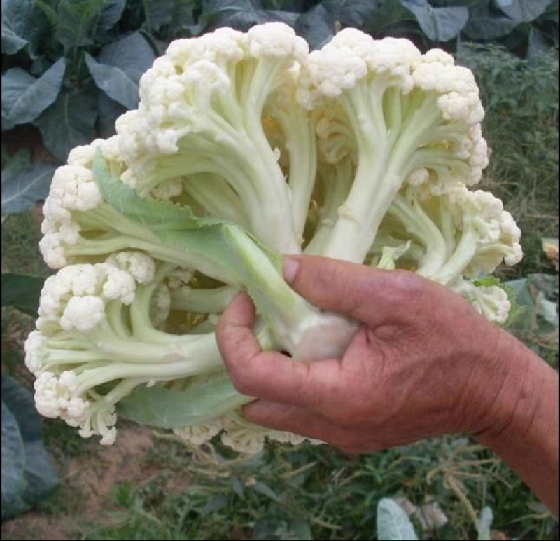 花菜松花菜精品花菜新鲜花菜产地发货保质保量