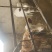 牛