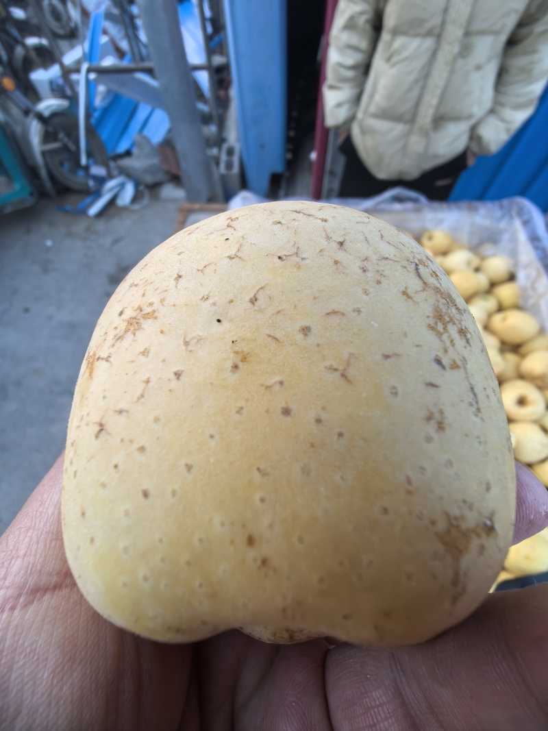 山东维纳斯黄金苹果产地直发社区团购黄金果