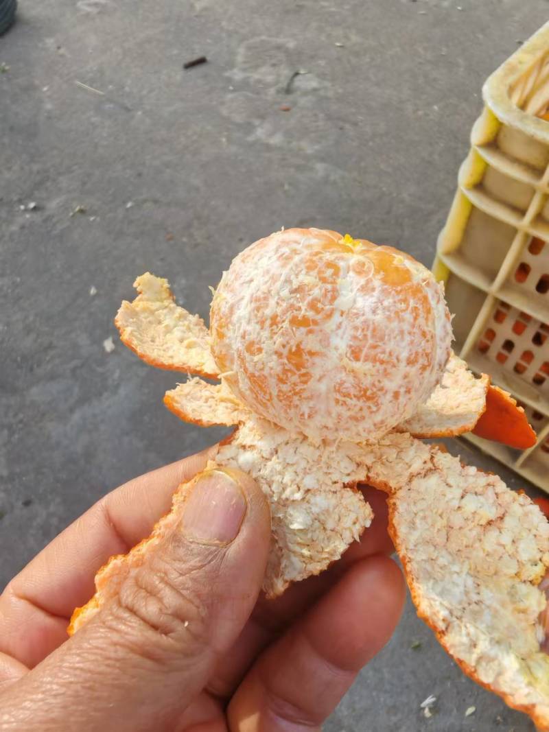 东方红，红桔