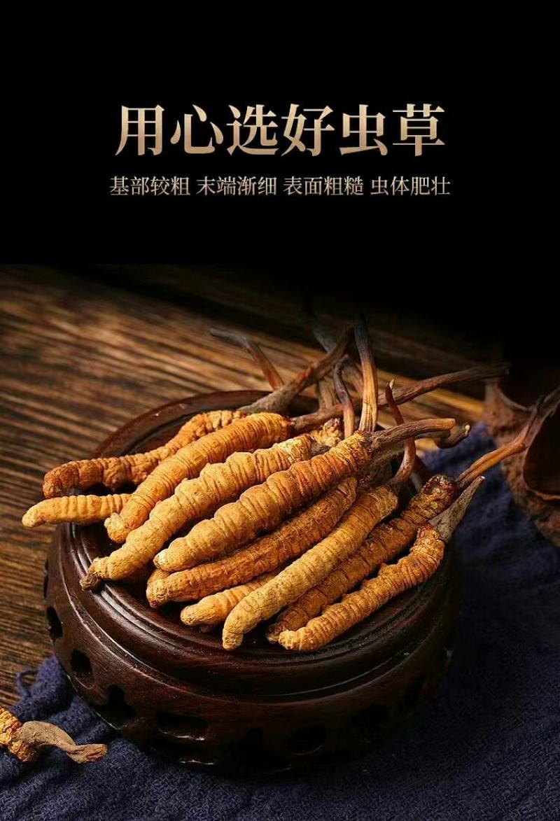 西藏那曲精品虫草，根根精选，个个珍品欢迎咨询订购