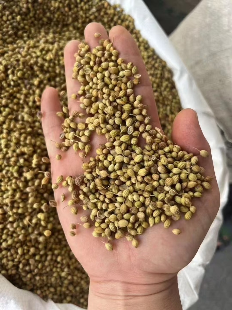 大颗粒香菜籽进口货，货在冷库，干净漂亮无硫