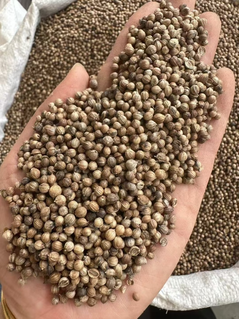 大颗粒香菜籽进口货，货在冷库，干净漂亮无硫
