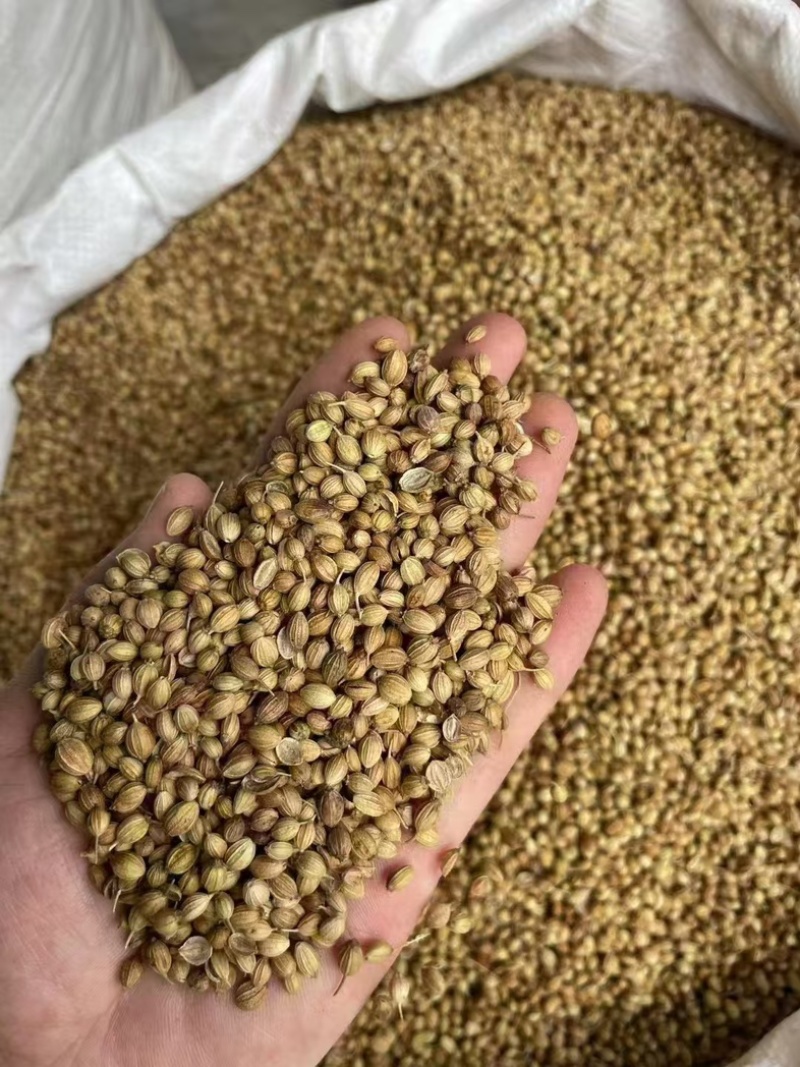 大颗粒香菜籽进口货，货在冷库，干净漂亮无硫