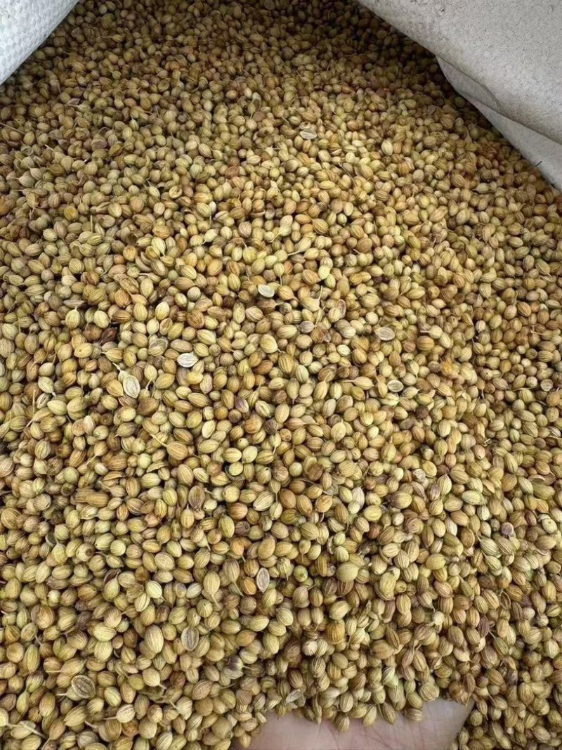 大颗粒香菜籽进口货，货在冷库，干净漂亮无硫